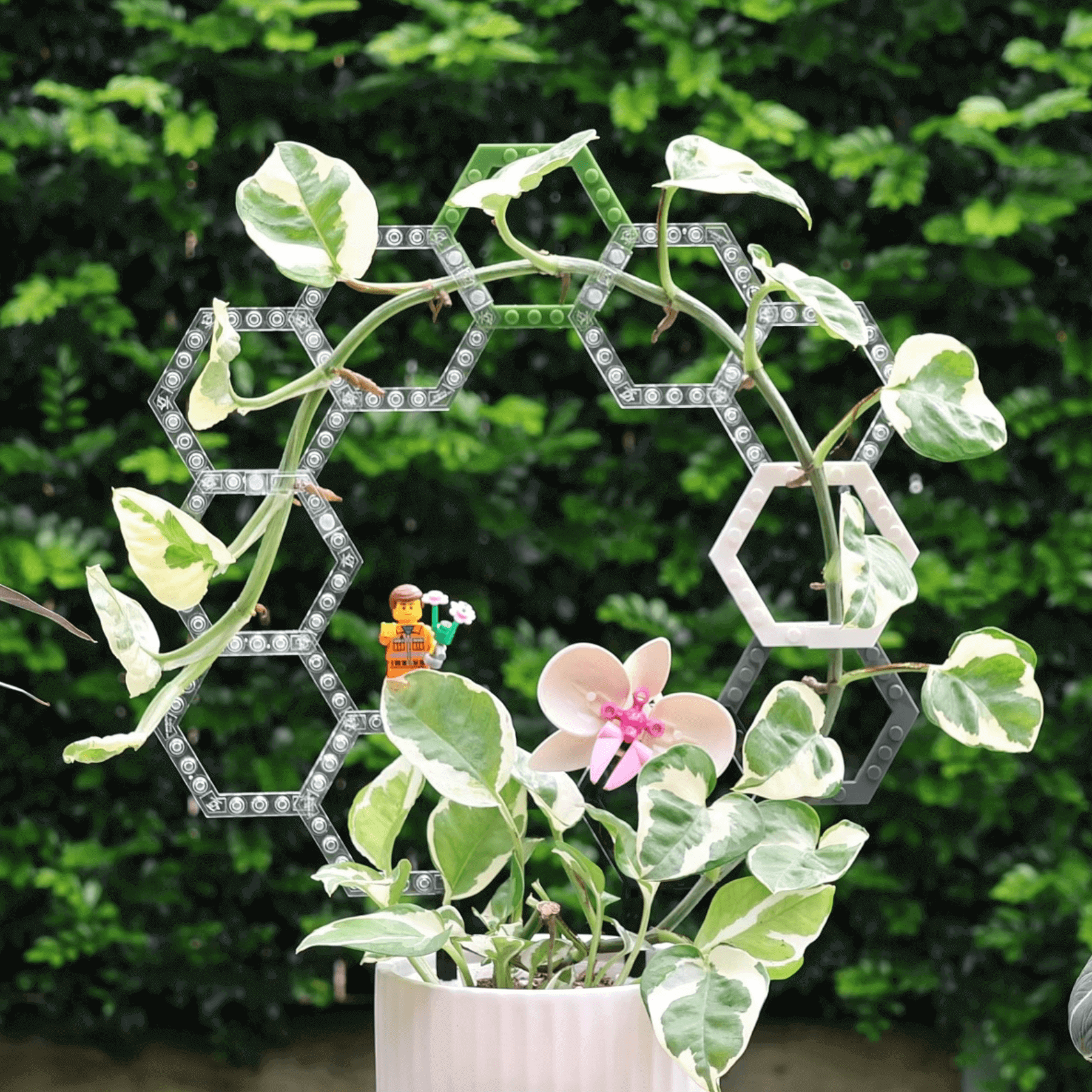 Best Indoor Climbing Plants for Beginners (and How to Support Them)