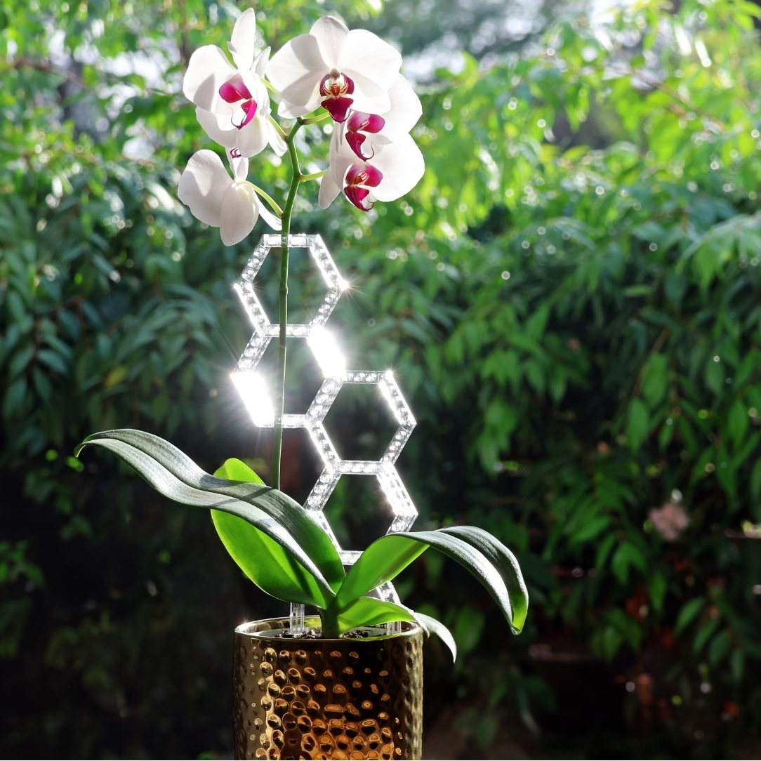 5 Common Indoor Plant Problems (and How to Fix Them Without Repotting)