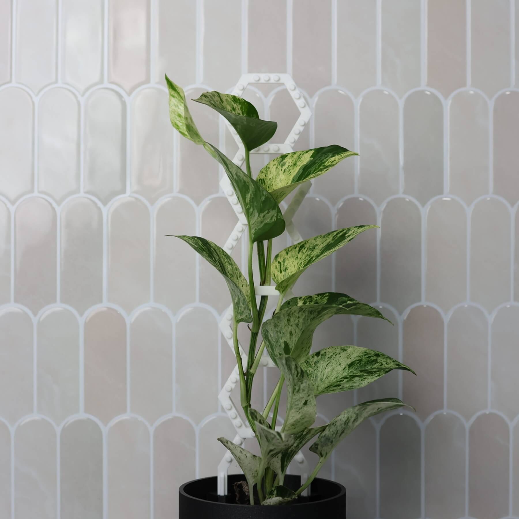 Vertigrow Starter Kit in White supporting climbing plant in pot