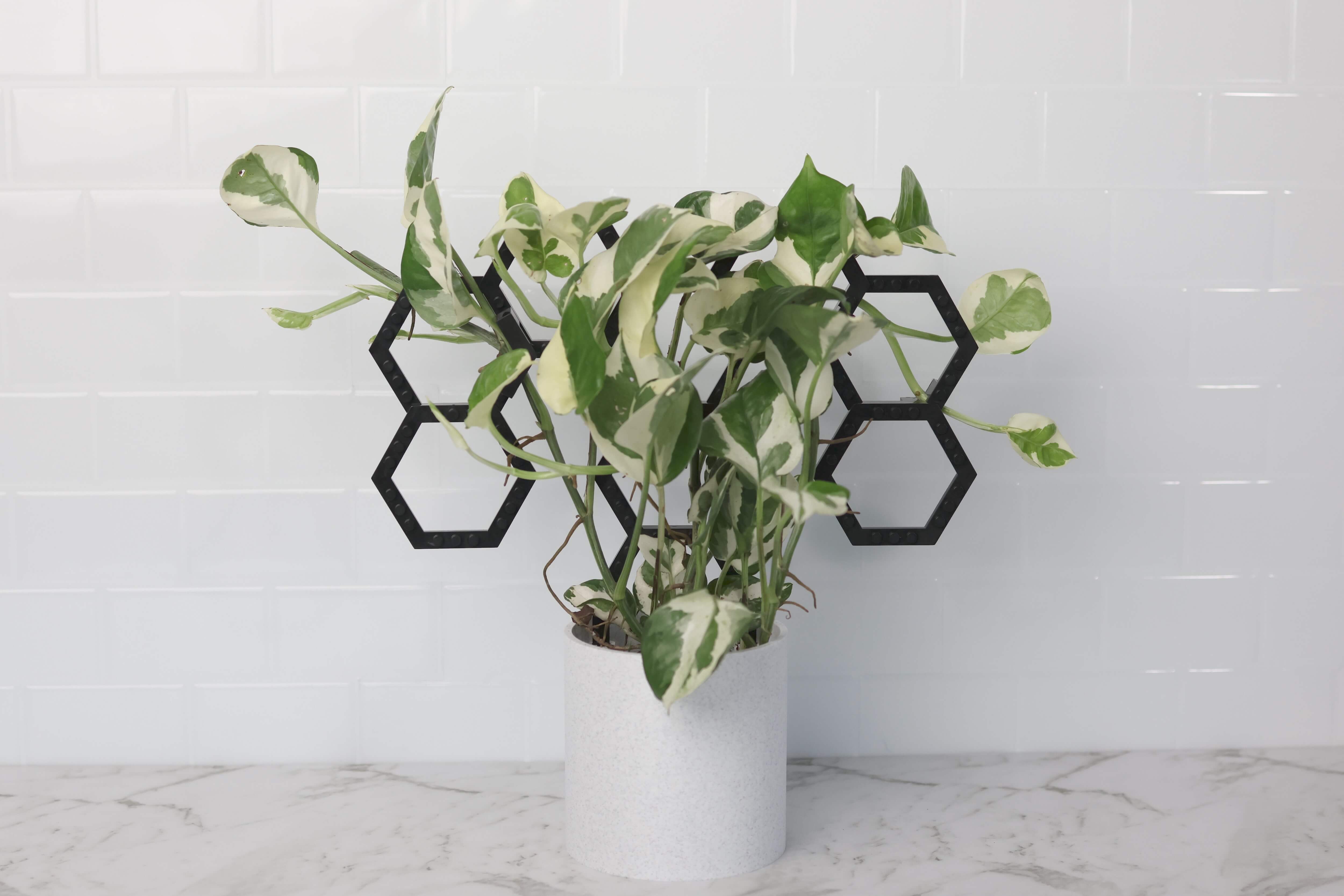 Vertigrow Expansion Kit in Black supporting climbing plant in pot